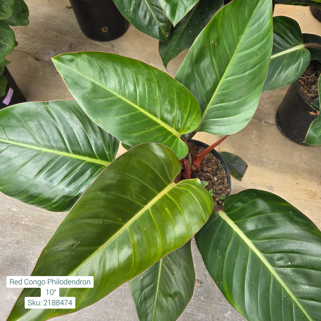 Red Congo Philodendron 10in Pot