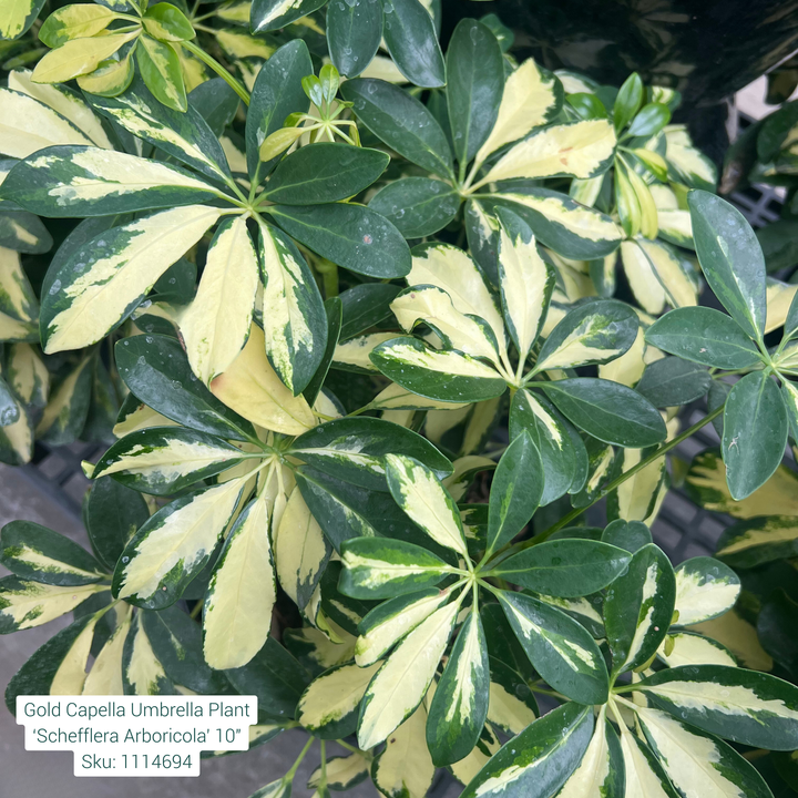 Gold Capella Umbrella Plant ‘Schefflera Arboricola’ 10in Pot