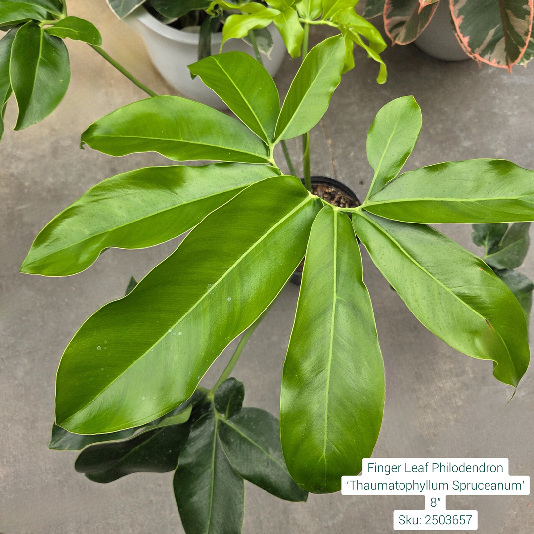 Finger Leaf Philodendron ‘Thaumatophyllum Spruceanum’ 8in Pot