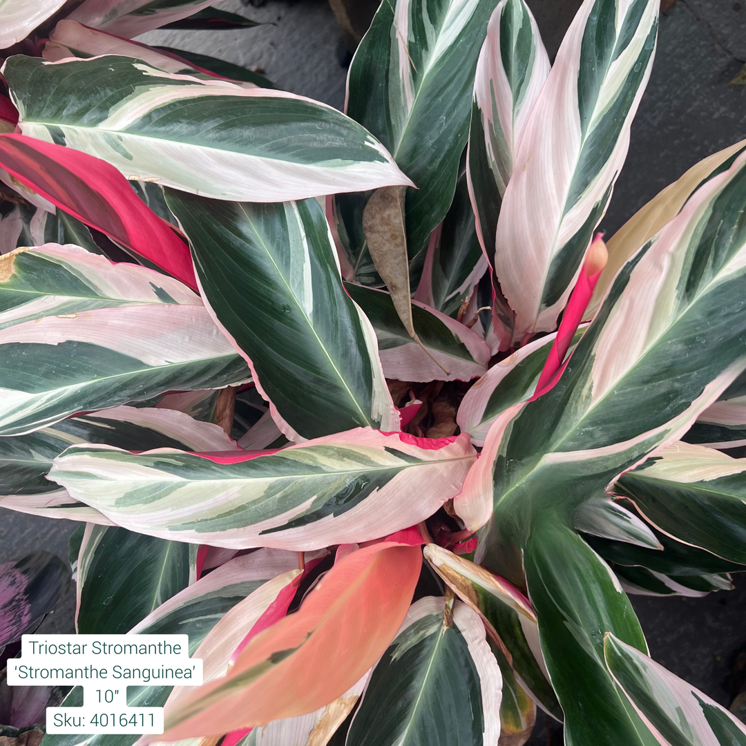 Triostar Stromanthe ‘Stromanthe Sanguinea’ 10in Pot