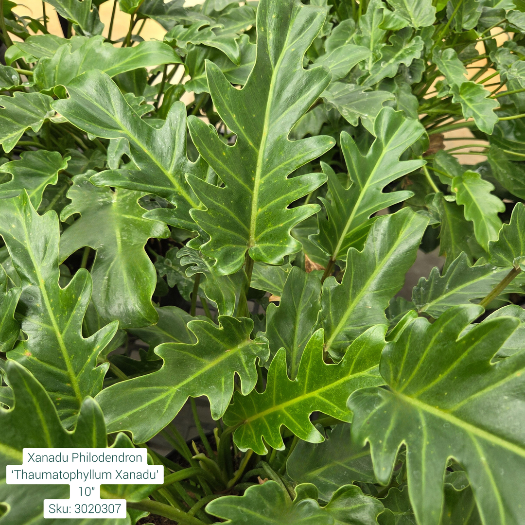 Xanadu Philodendron ‘Thaumatophyllum Xanadu’ 10in Pot