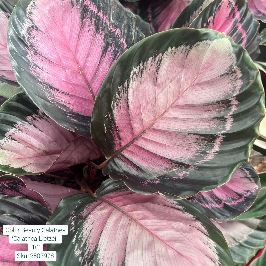 Color Beauty Calathea ‘Calathea Lietzei’ 10in Pot
