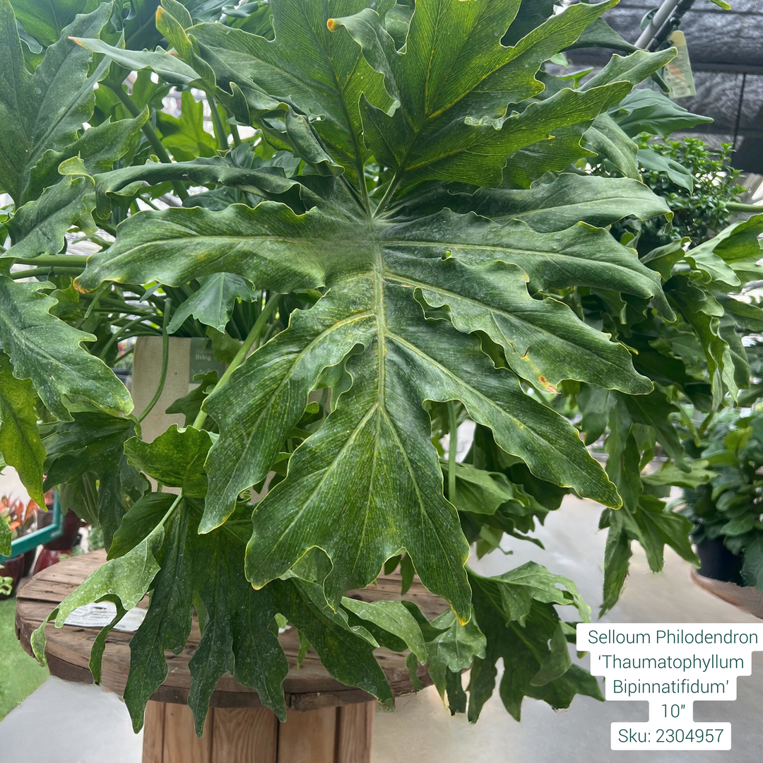 Selloum Philodendron ‘Thaumatophyllum Bipinnatifidum’ 10in Pot