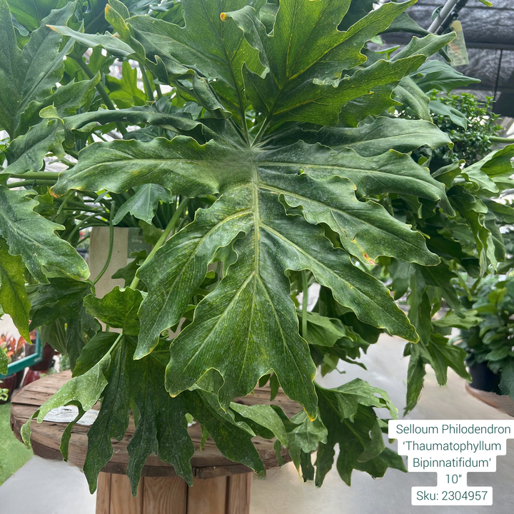 Selloum Philodendron ‘Thaumatophyllum Bipinnatifidum’ 10in Pot