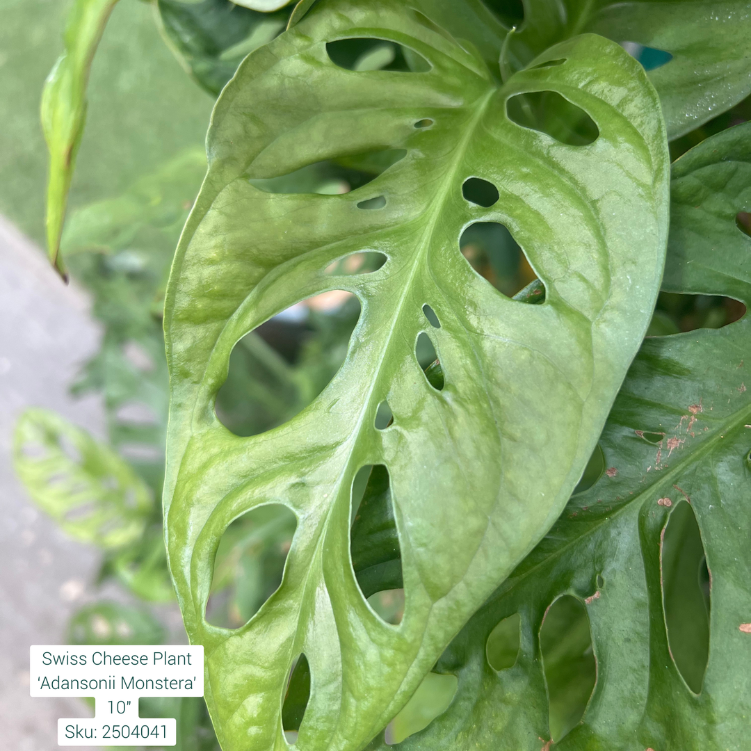 Swiss Cheese Plant ‘Adansonii Monstera’ 10in Pot
