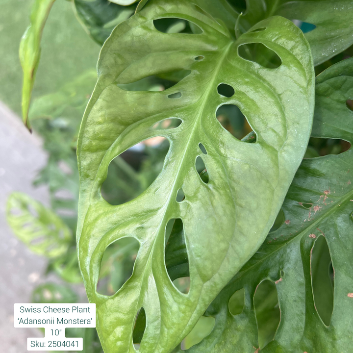 Swiss Cheese Plant ‘Adansonii Monstera’ 10in Pot