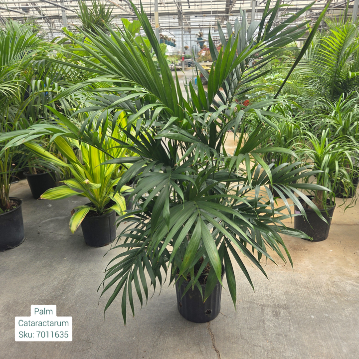 Cat Palm 'Chamaedorea Cataractarum' 10in Pot