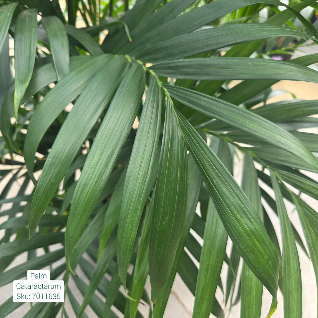 Cat Palm 'Chamaedorea Cataractarum' 10in Pot