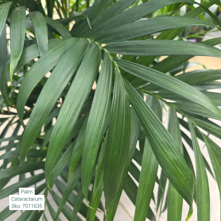 Cat Palm 'Chamaedorea Cataractarum' 10in Pot