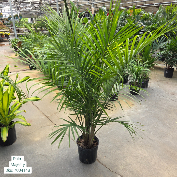 Majesty Palm 'Ravenea Rivularis' 10in Pot