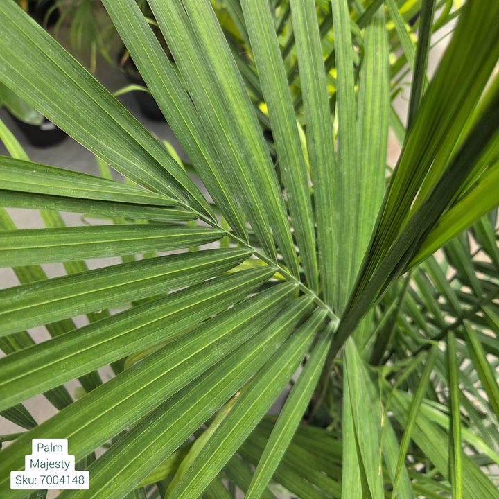 Majesty Palm 'Ravenea Rivularis' 10in Pot