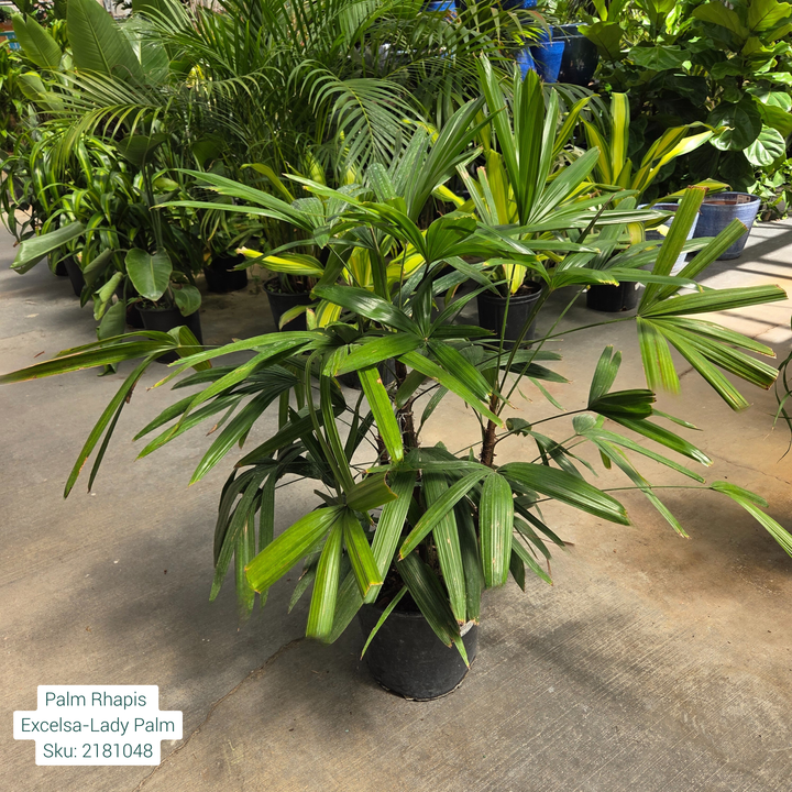 Lady Palm 'Rhapis Excelsa' 10in Pot