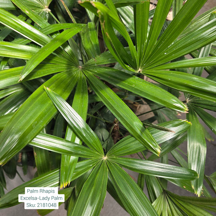 Lady Palm 'Rhapis Excelsa' 10in Pot