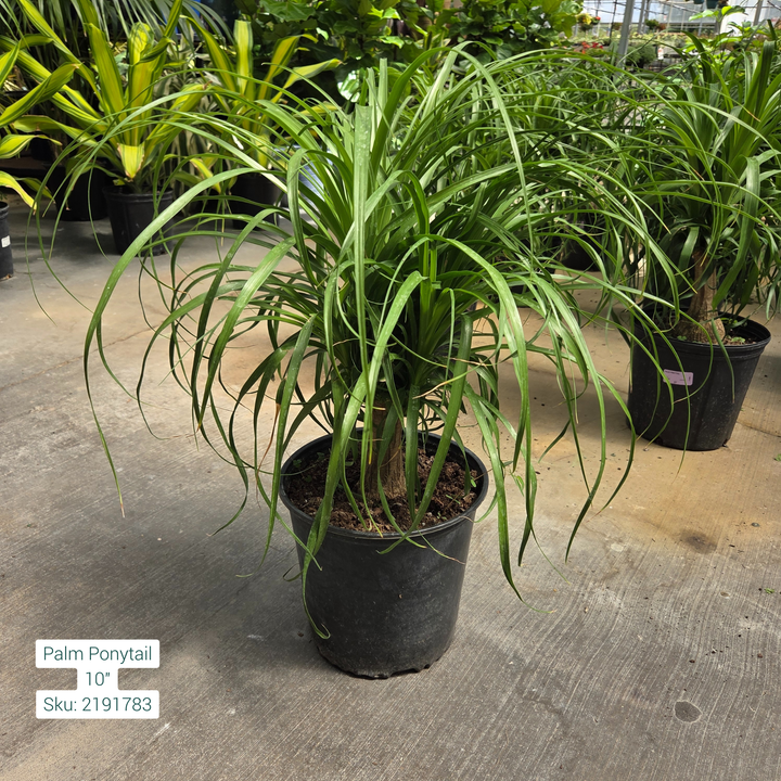 Ponytail Palm/Elephants foot-'Beaucarnea Recurvata' 10in Pot