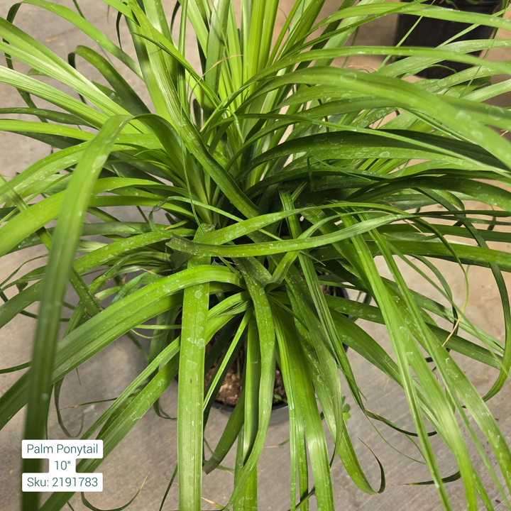 Ponytail Palm/Elephants foot-'Beaucarnea Recurvata' 10in Pot