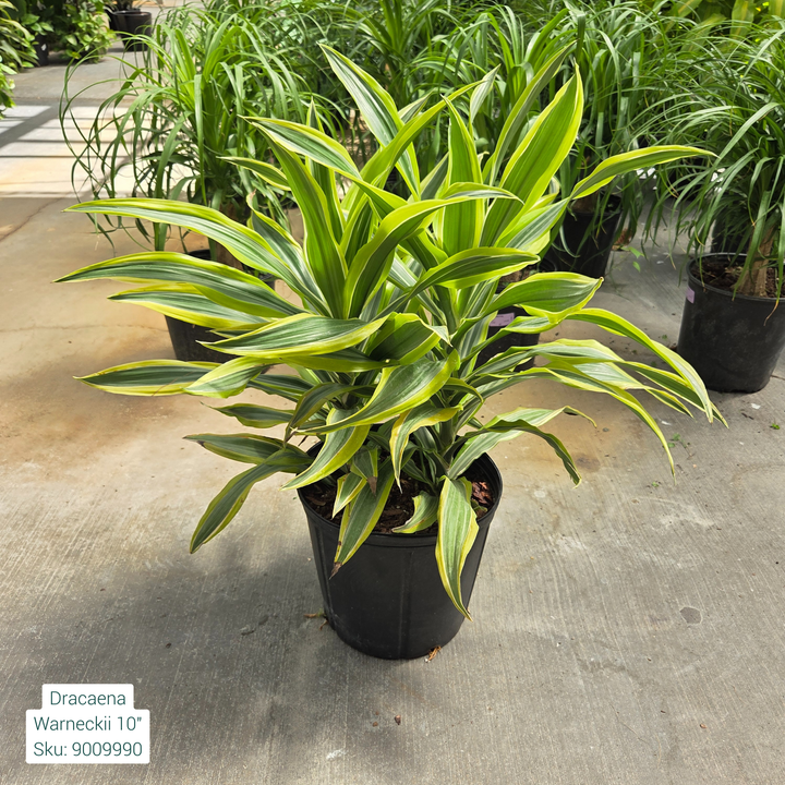 Warneckii Dracaena 'Deremensis' 10in Pot