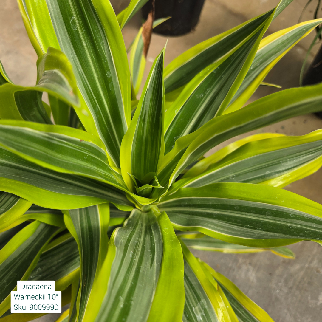 Warneckii Dracaena 'Deremensis' 10in Pot