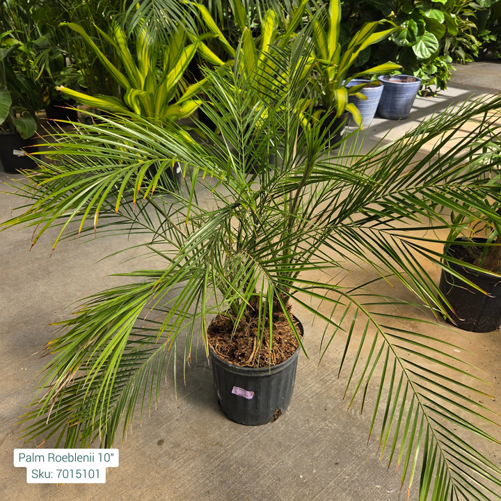 Pygmy Date Palm 'Phoenix Roebelenii' 10in Pot