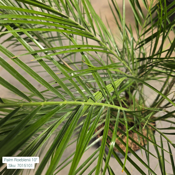 Pygmy Date Palm 'Phoenix Roebelenii' 10in Pot