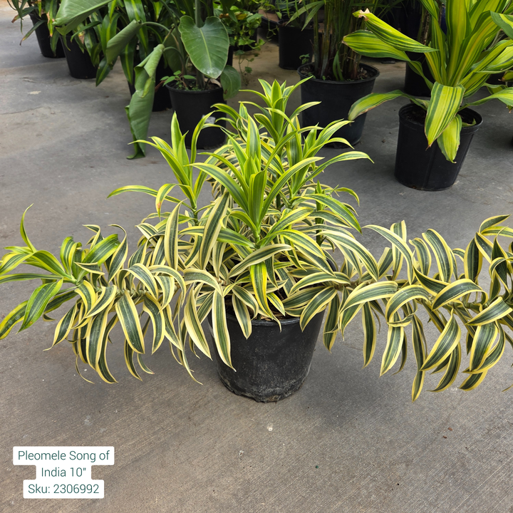 Dracaena Reflexa 'Pleomele Song of India' 10in Pot