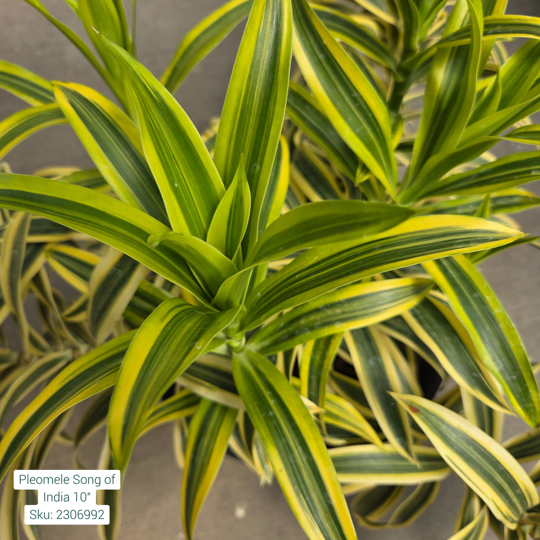 Dracaena Reflexa 'Pleomele Song of India' 10in Pot