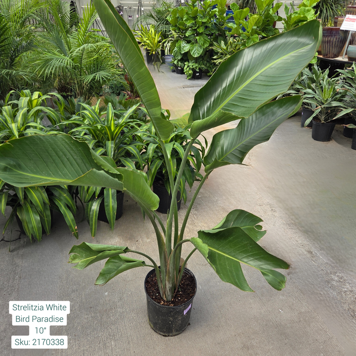 White Bird of Paradise 'Strelitzia' 10in Pot