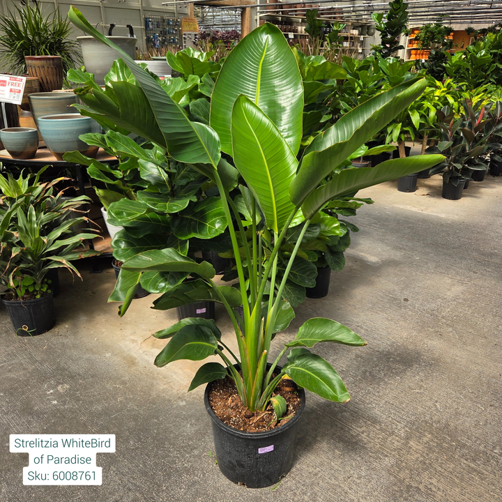 White Bird of Paradise 'Strelitzia' 14in Pot