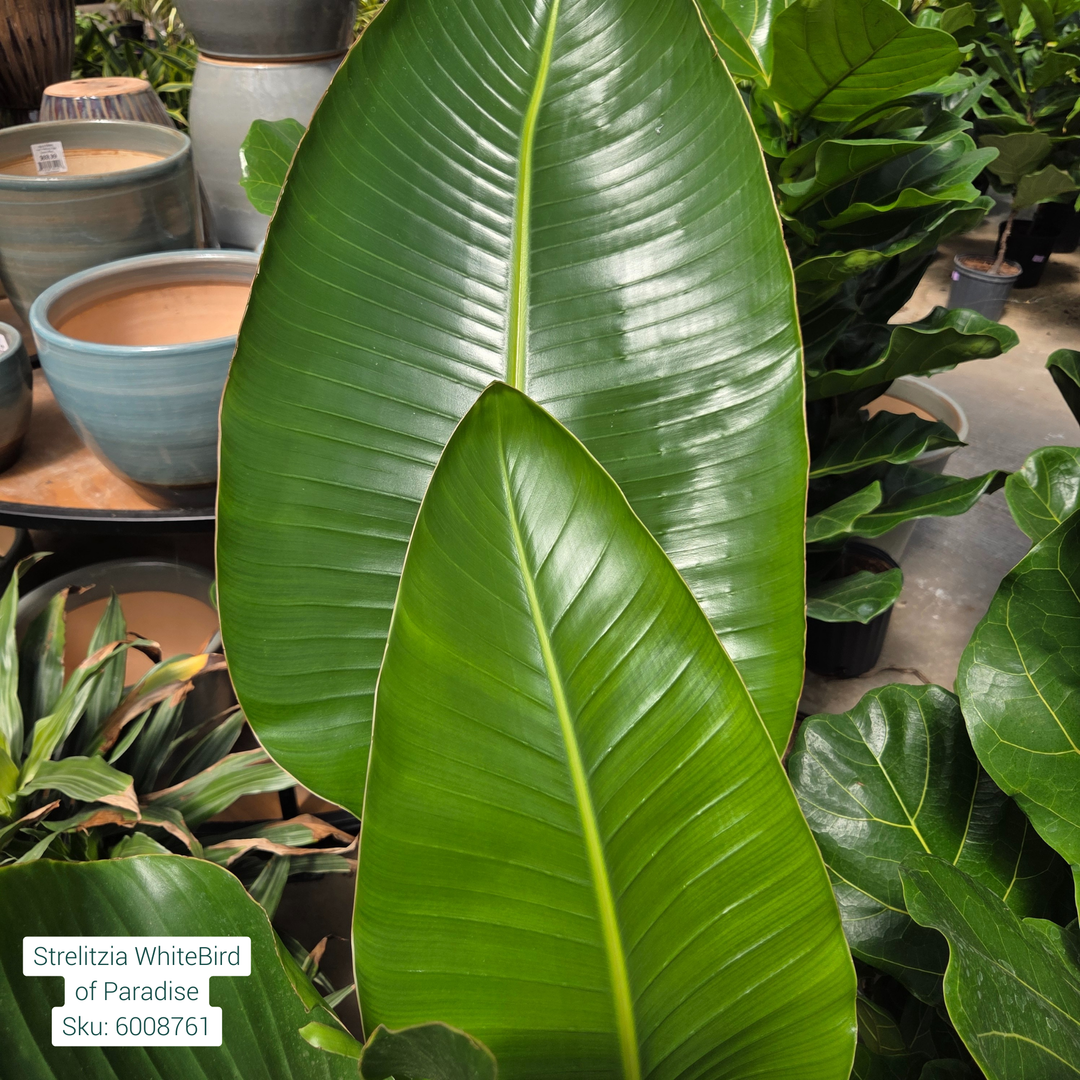 White Bird of Paradise 'Strelitzia' 14in Pot