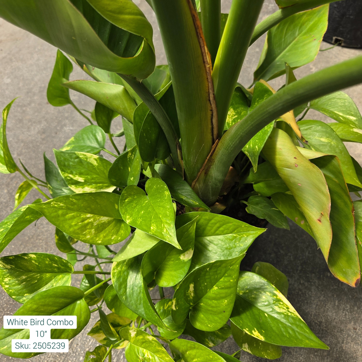 White Bird Combo- White Bird of Paradise 'Strelitzia' + Golden Pothos 10in Pot