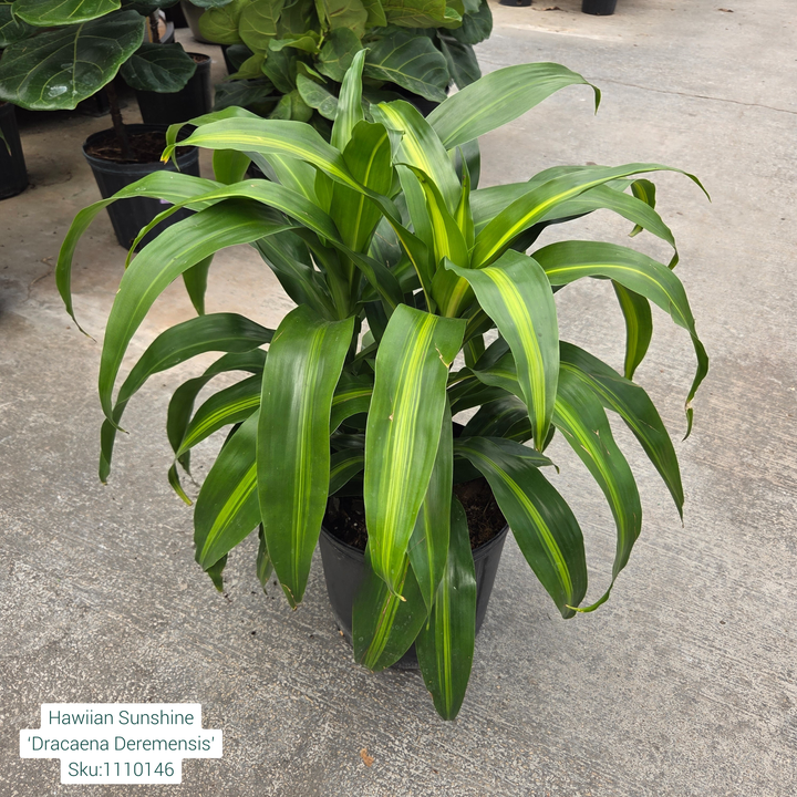 Hawiian Sunshine ‘Dracaena Deremensis’ 10in Pot