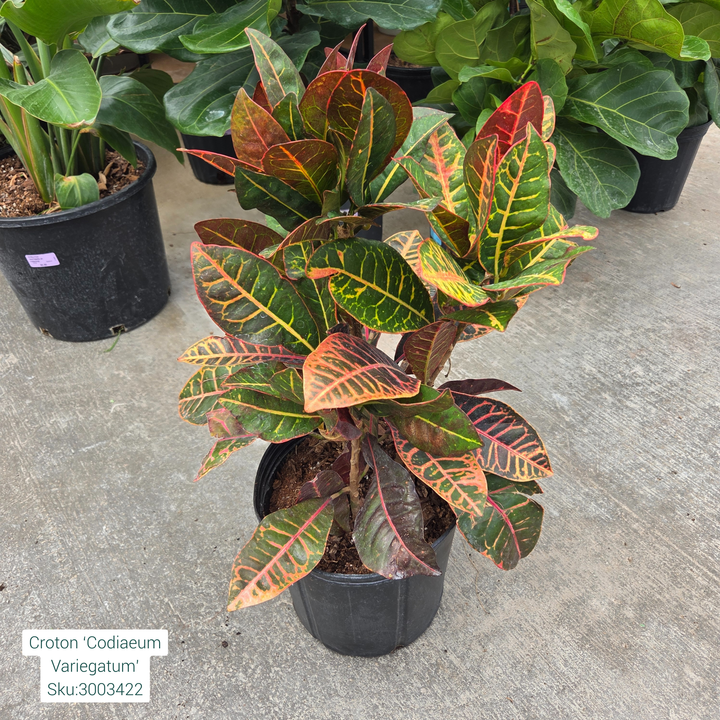 Croton ‘Codiaeum Variegatum’ 10in Pot