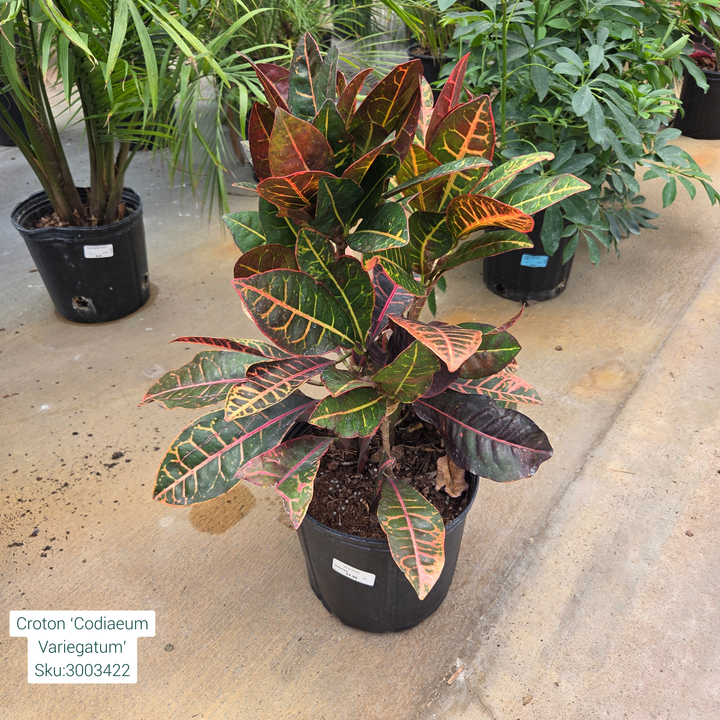 Croton ‘Codiaeum Variegatum’ 10in Pot