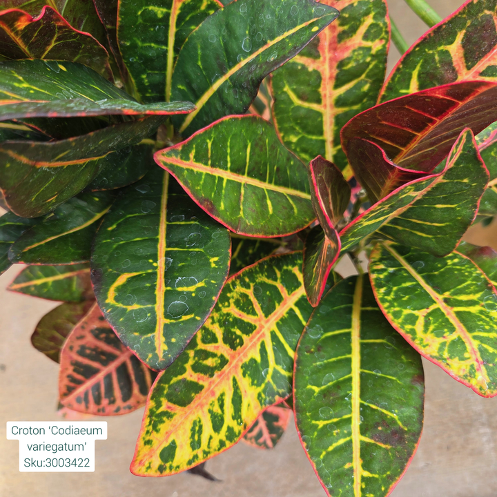 Croton ‘Codiaeum Variegatum’ 10in Pot