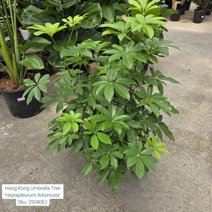 Hong Kong Umbrella Tree ‘Heptapleurum Arboricola’ 8"
