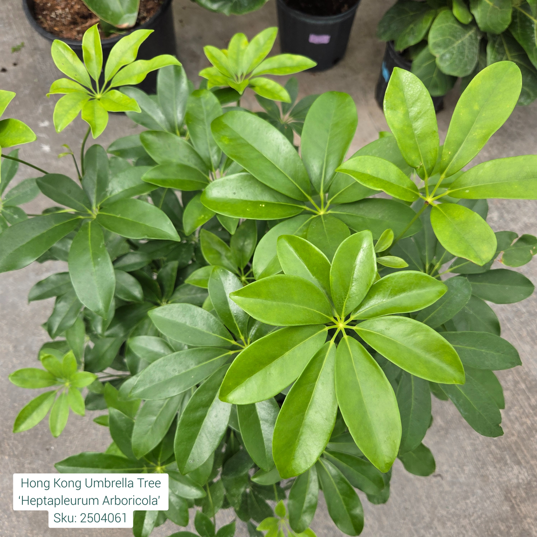 Hong Kong Umbrella Tree ‘Heptapleurum Arboricola’ 8"