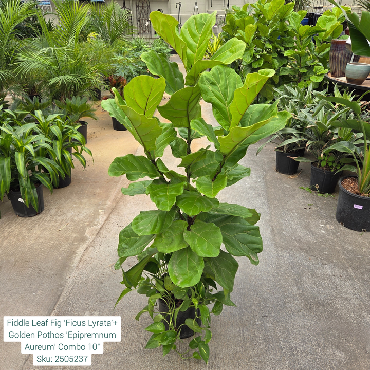 Fiddle Leaf Fig 'Ficus Lyrata'+ Golden Pothos 'Epipremnum Aureum' Combo 10in Pot
