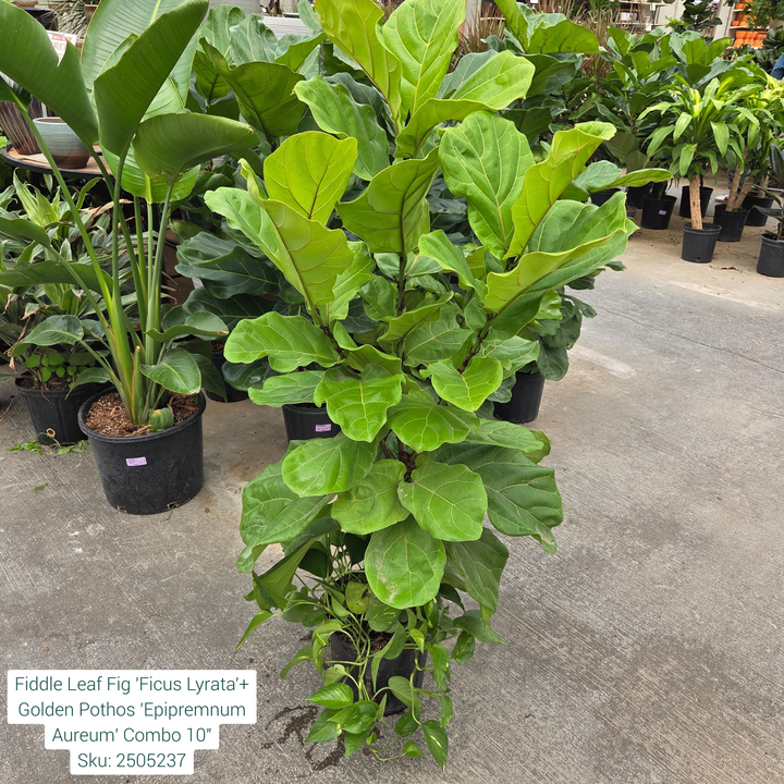 Fiddle Leaf Fig 'Ficus Lyrata'+ Golden Pothos 'Epipremnum Aureum' Combo 10in Pot