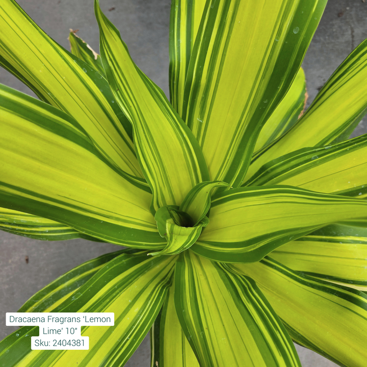 Fragrans Dracaena ‘Lemon Lime’ 10in Pot