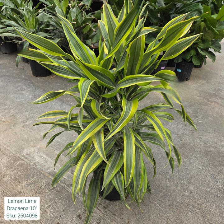 Lemon Lime Dracaena 10in Pot