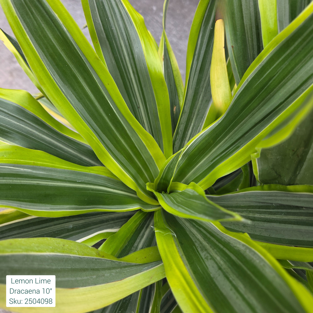 Lemon Lime Dracaena 10in Pot