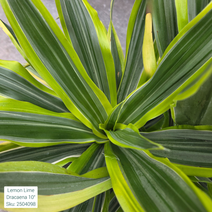 Lemon Lime Dracaena 10in Pot