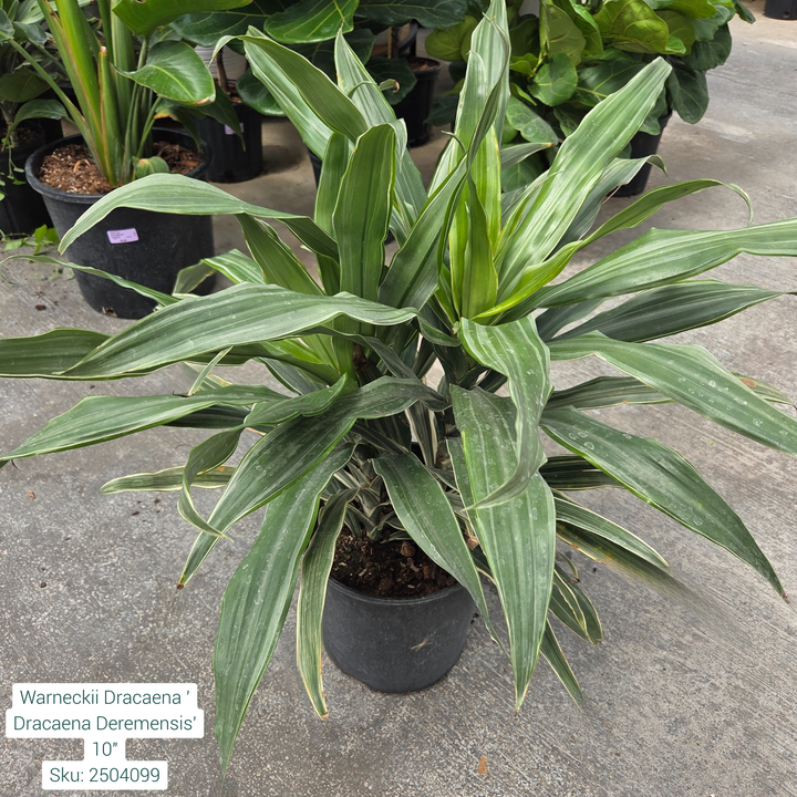 Warneckii Dracaena ' Dracaena Deremensis' 10in pot