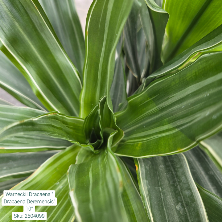 Warneckii Dracaena ' Dracaena Deremensis' 10in pot