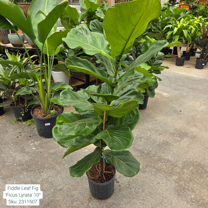 Fiddle Leaf Fig 'Ficus Lyrata' 10in Pot