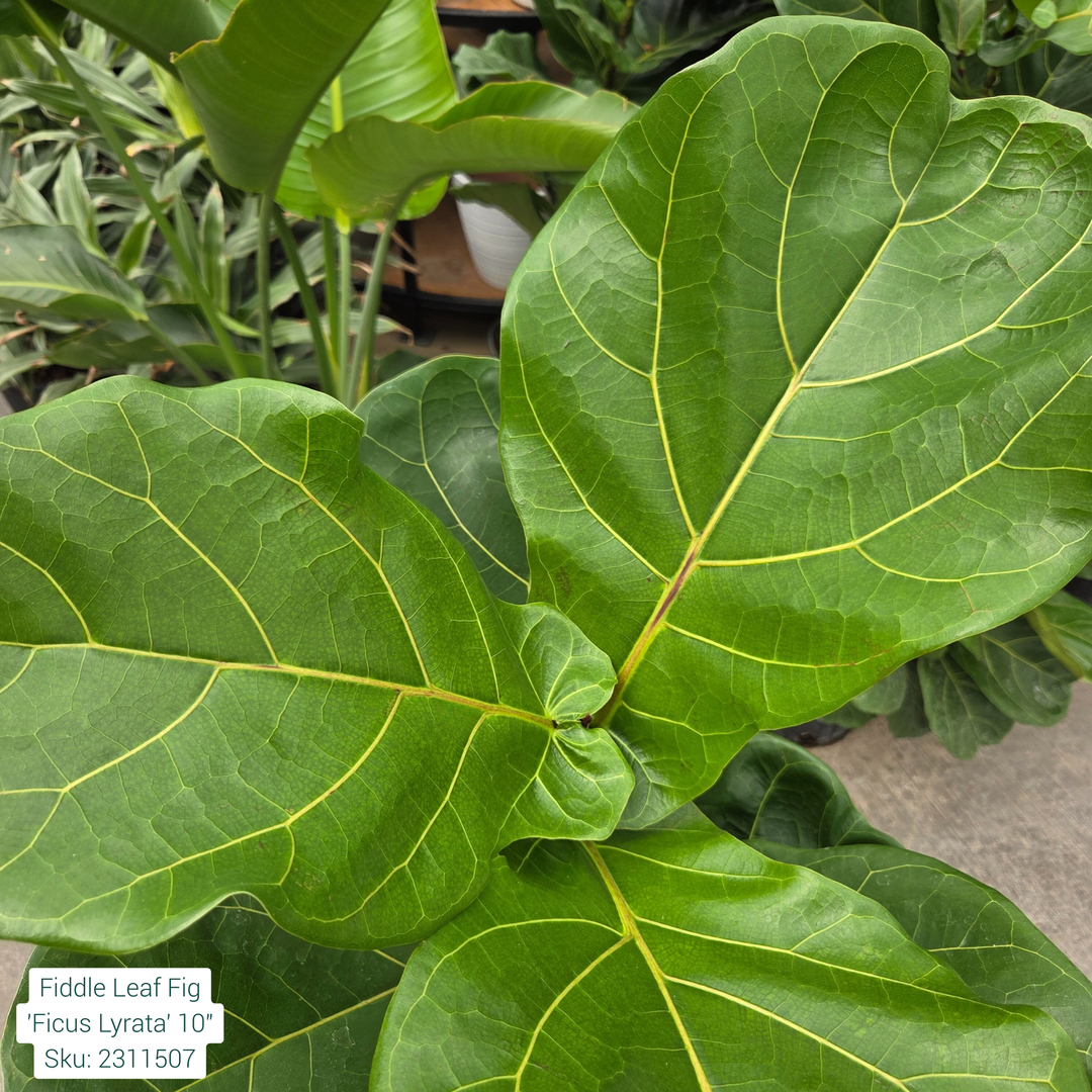 Fiddle Leaf Fig 'Ficus Lyrata' 10in Pot