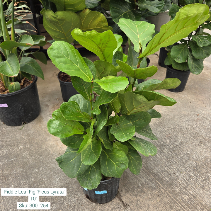 Fiddle Leaf Fig 'Ficus Lyrata' 10in Pot