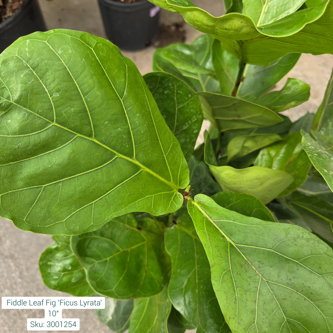 Fiddle Leaf Fig 'Ficus Lyrata' 10in Pot