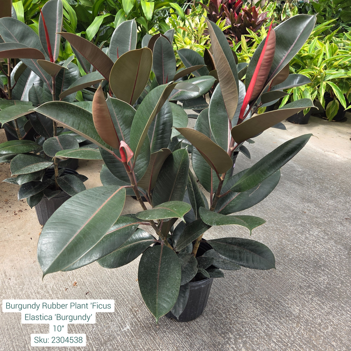Burgundy Rubber Plant ' Ficus Elastica 'Burgundy' 10in Pot