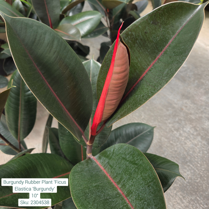 Burgundy Rubber Plant ' Ficus Elastica 'Burgundy' 10in Pot