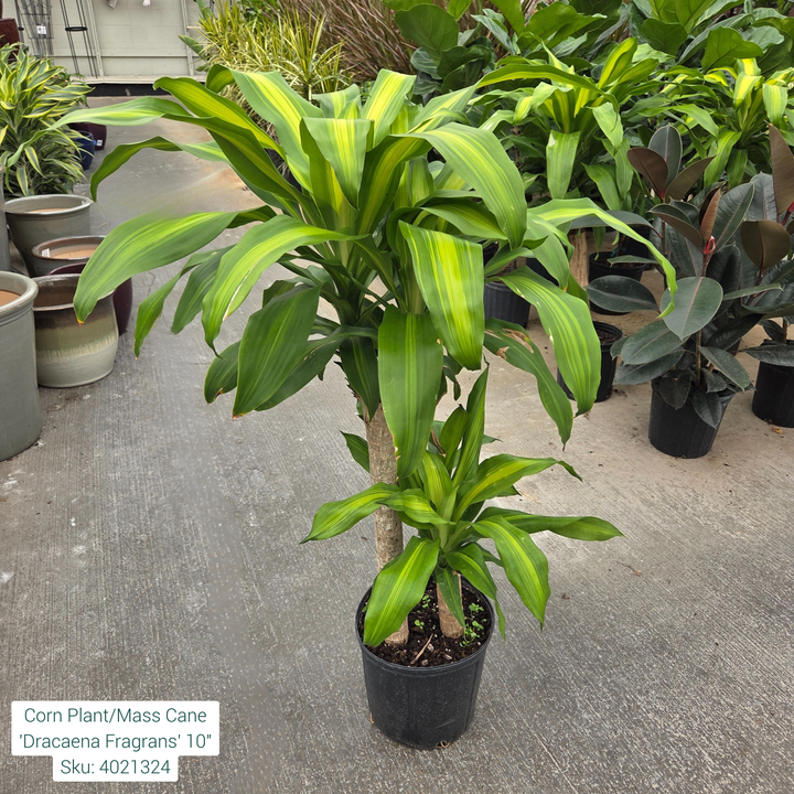 Corn Plant/Mass Cane 'Dracaena Massangeana' 10in Pot
